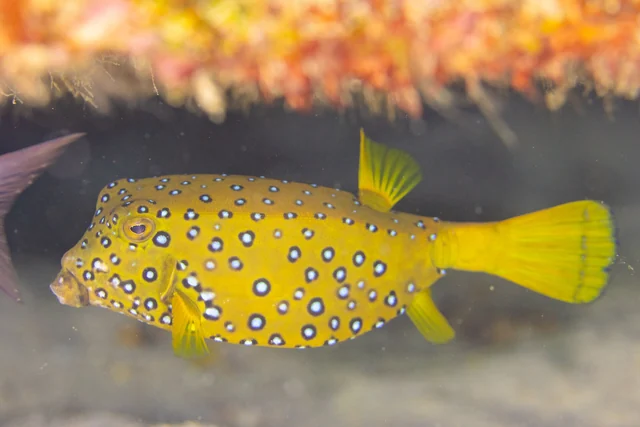 Yellow Boxfish (Ostracion cubicum)