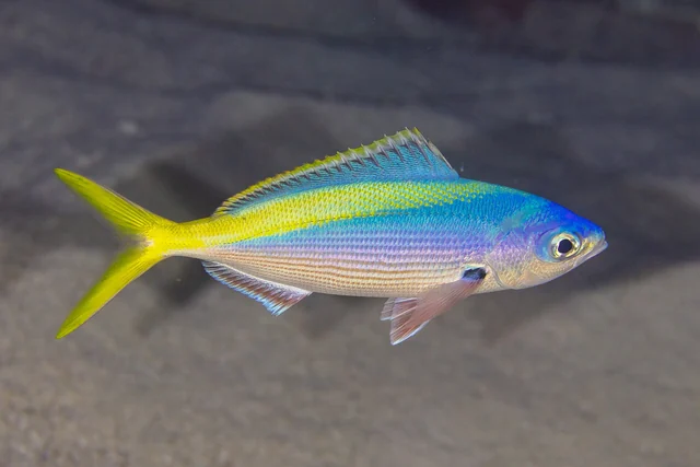 Yellowback Fusilier (Caesio xanthonota)