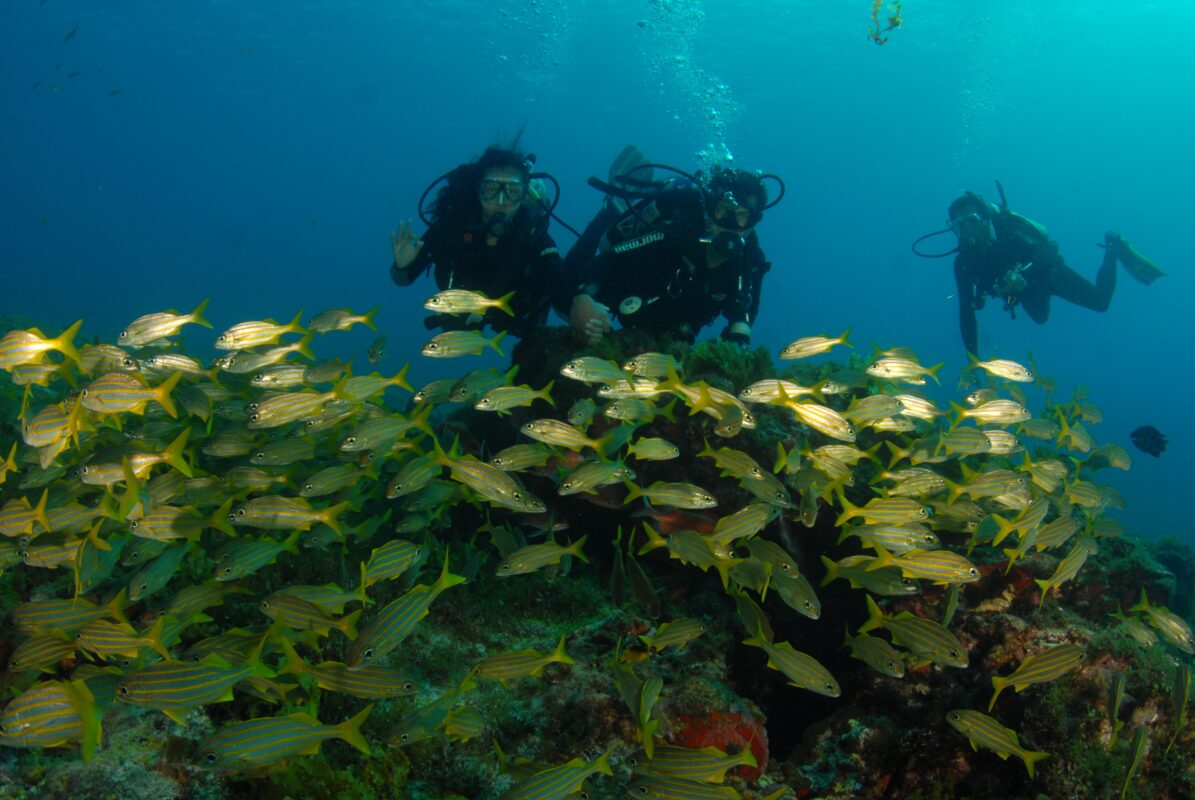 Discover Havelock’s finest dive sites with Frogman’s Fun Dives. For certified divers seeking adventure, vibrant coral reefs, and professional guidance in the Andaman Islands.
