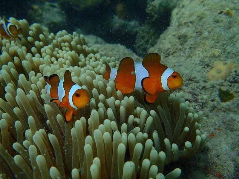 Two orange Clownfish (Nemo) swimming in sea anemone at Nemo Reef dive site.