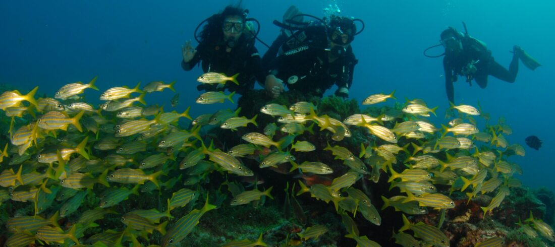Fun Dives in Havelock: Explore Andaman’s Best Dive Sites with Frogman Blog Banner