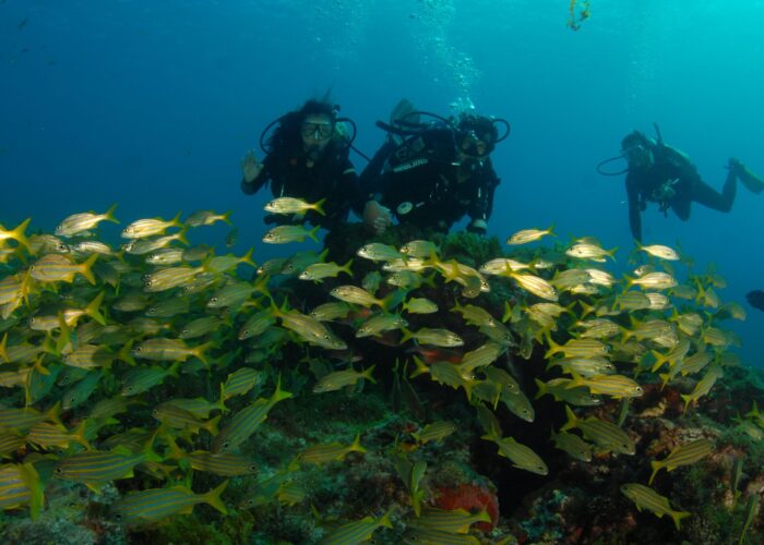 Fun Dives in Havelock: Explore Andaman’s Best Dive Sites with Frogman Blog Banner