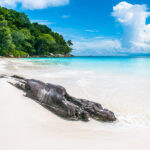 Elephant Beach (Havelock Island) – Things To Do & Complete Guide 2025 blog banner