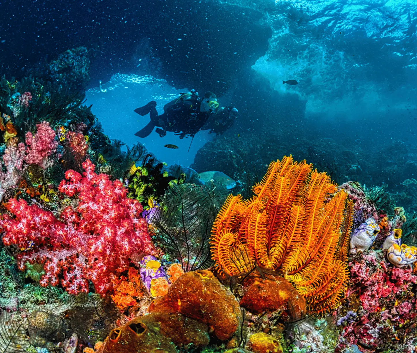 Aquarium dive site Havelock