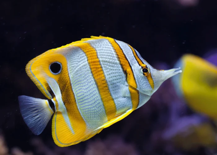 Butterflyfish and angelfish schooling around the pillar formation