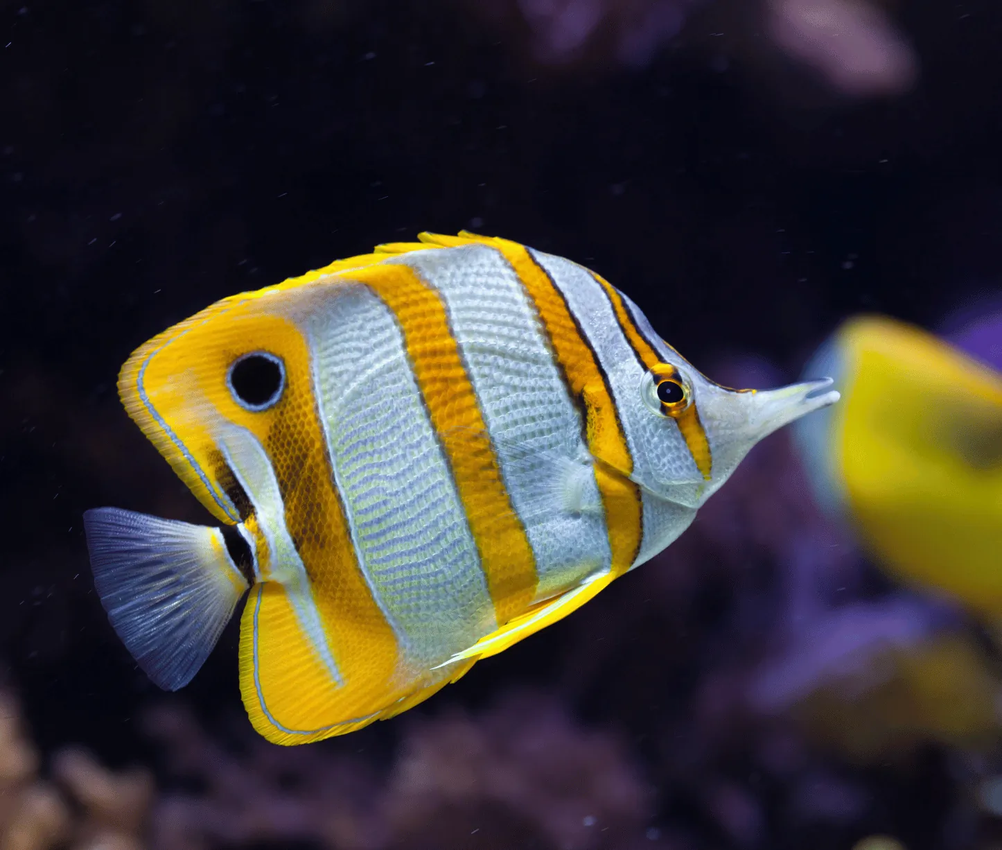 Red Pillar dive site Havelock