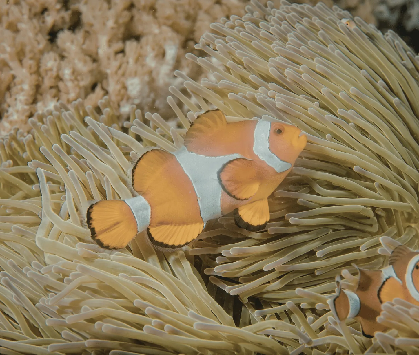Tribe Gate dive site Havelock