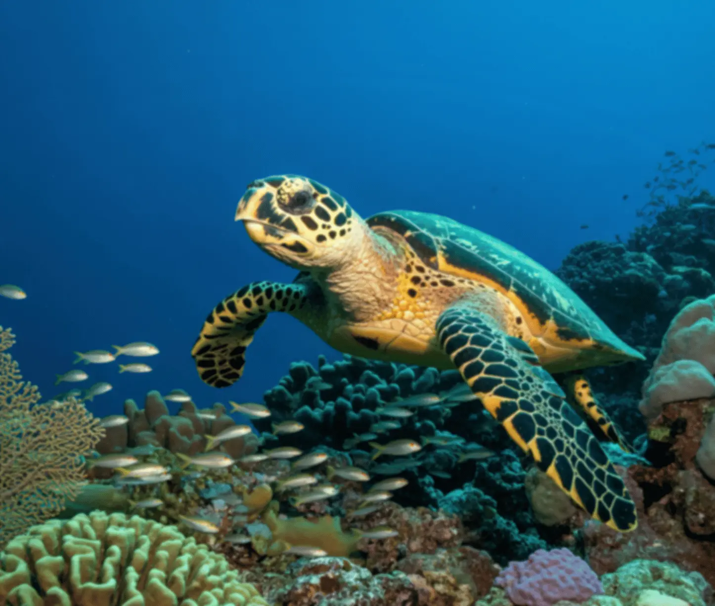 Turtle Beach staghorn corals Havelock