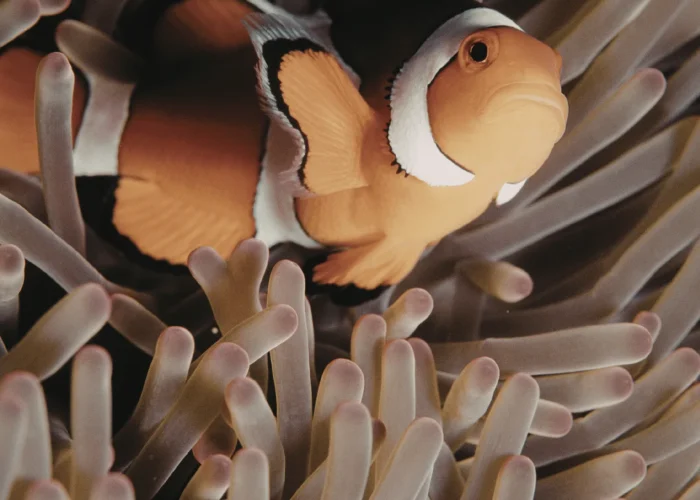 Giant Tridacna clam at Tribe Gate dive site Havelock