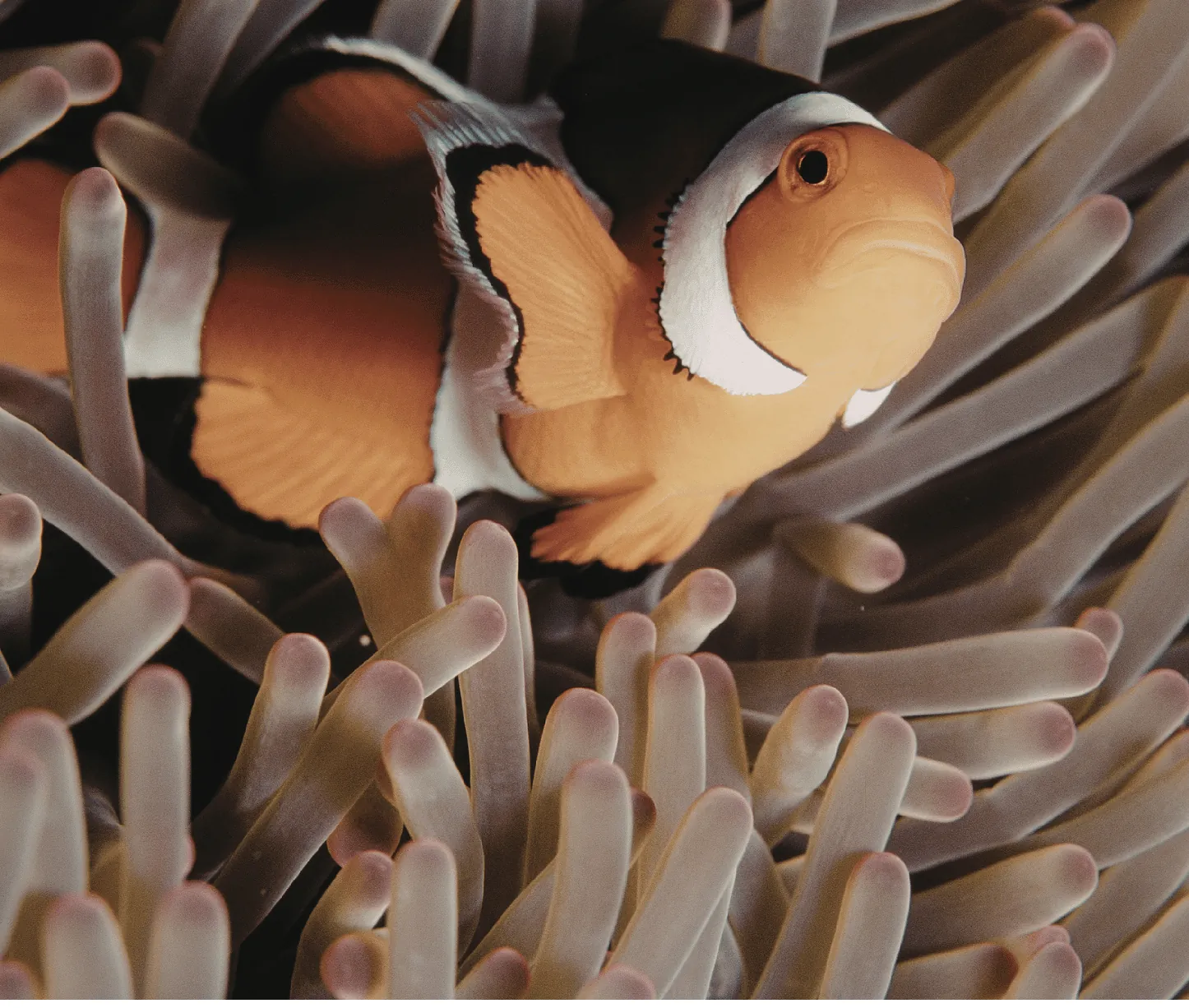 Tribe Gate dive site Havelock