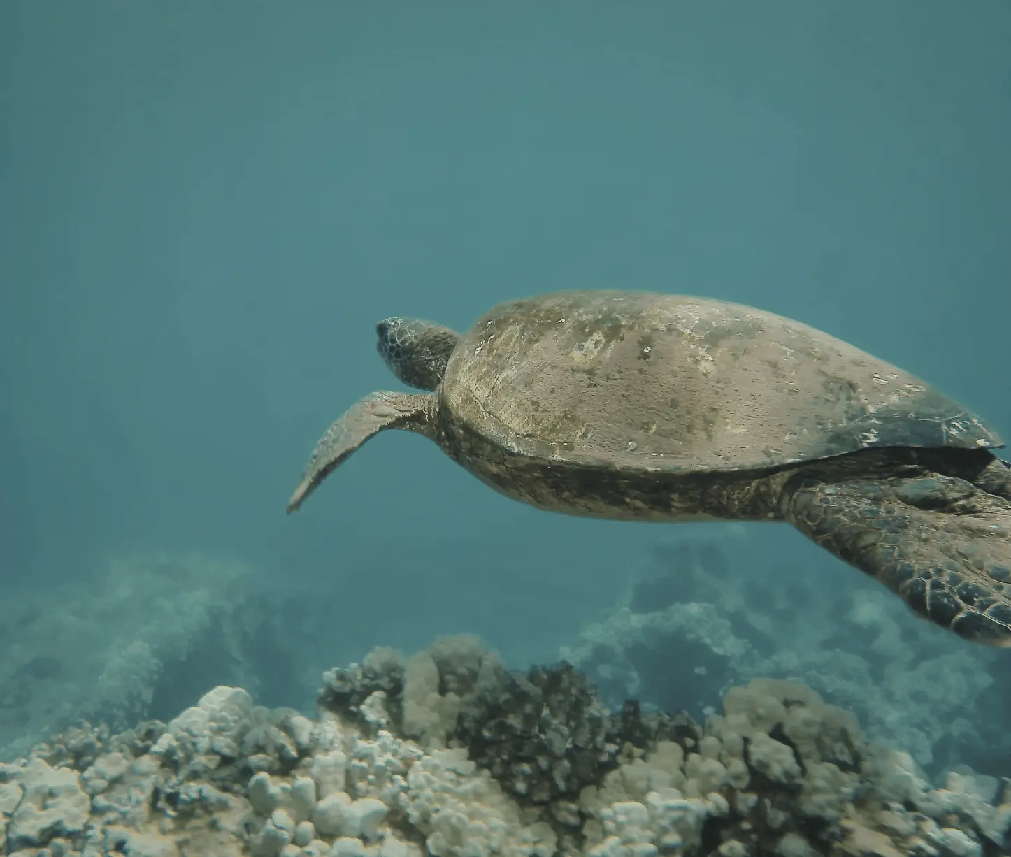 Lighthouse dive site Havelock