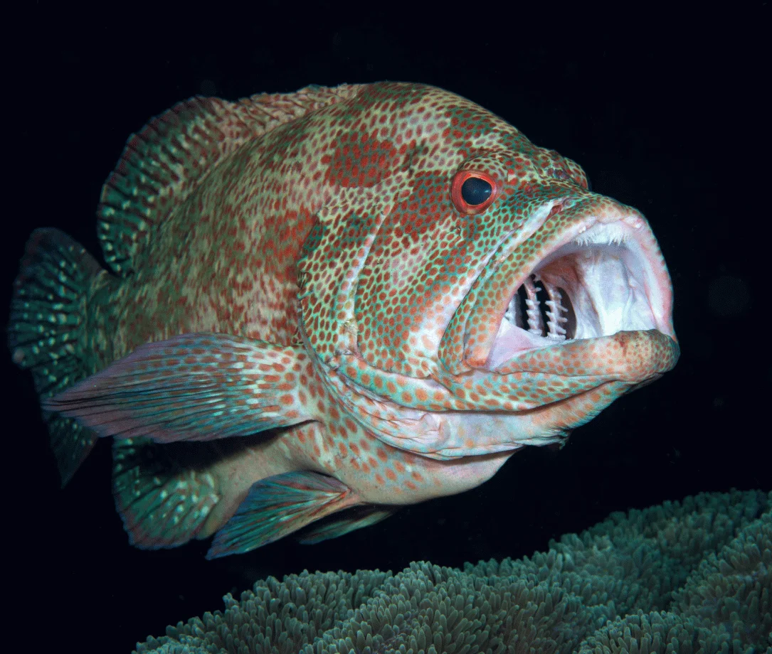 Slope dive site Havelock