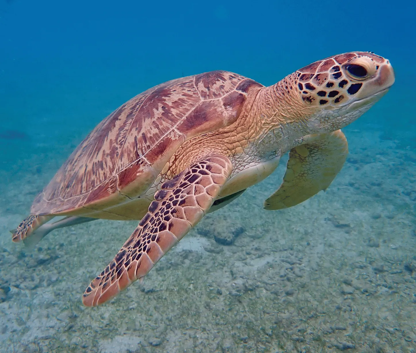 White House Rock dive site Havelock