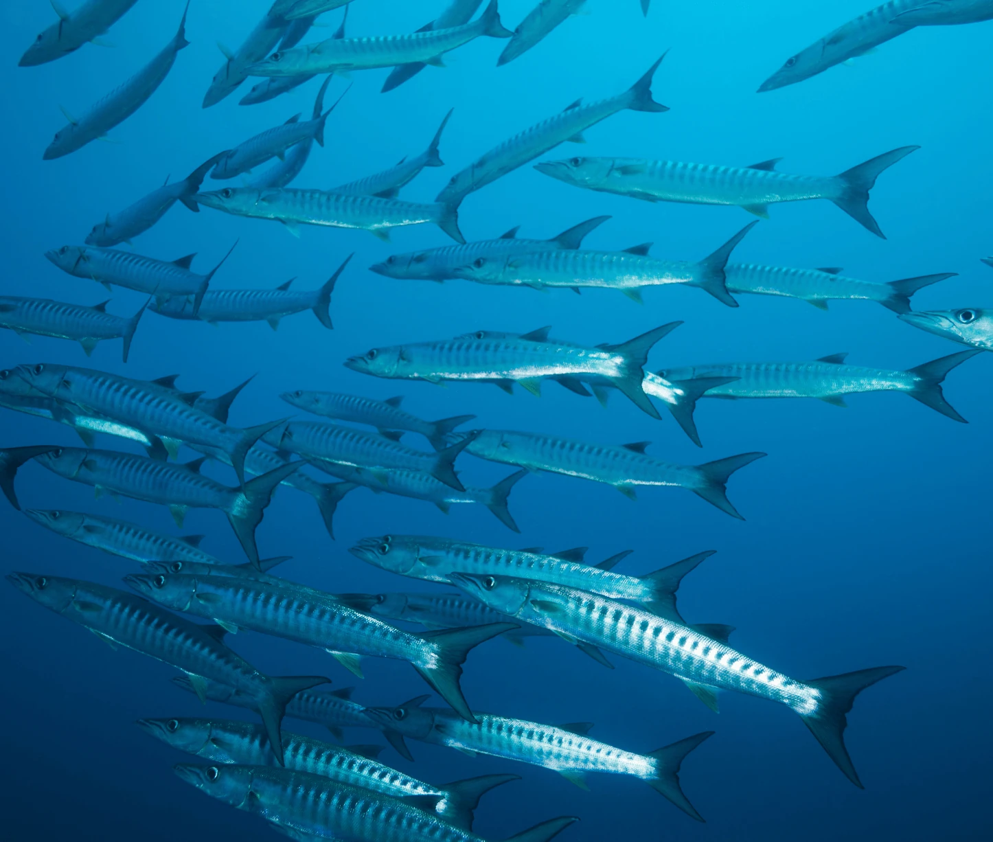 Jackson's Bar pelagic fish Havelock