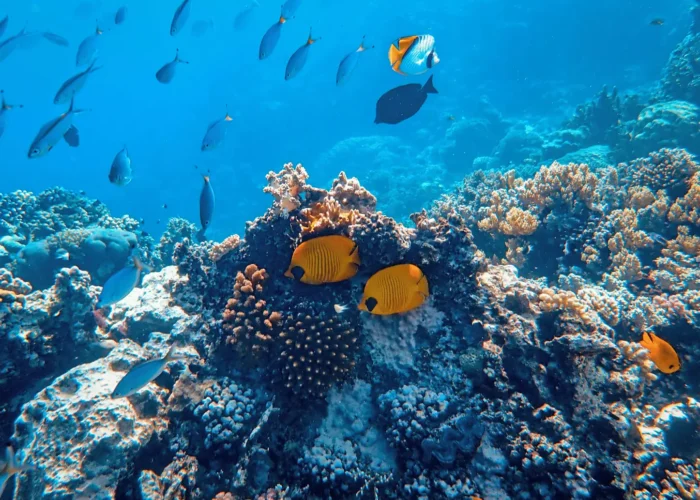 Juvi's dive site potato coral formations Havelock Island