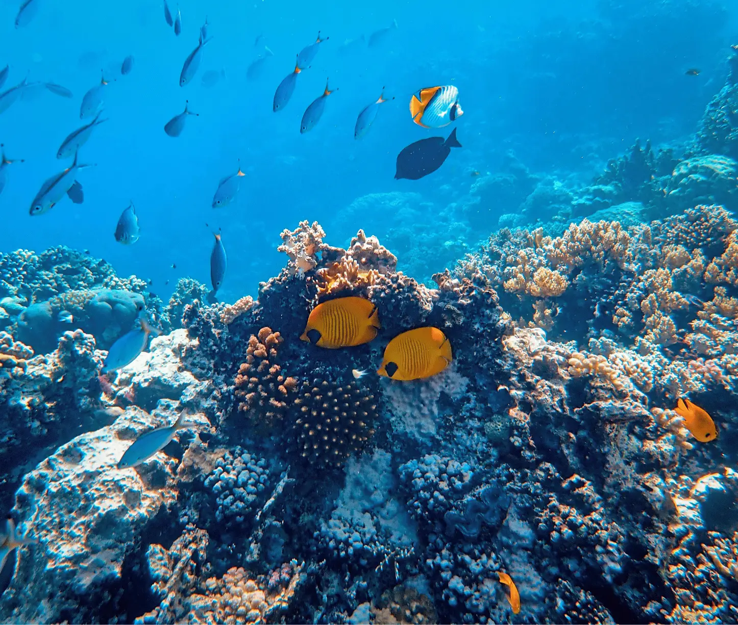 Juvis dive site Havelock