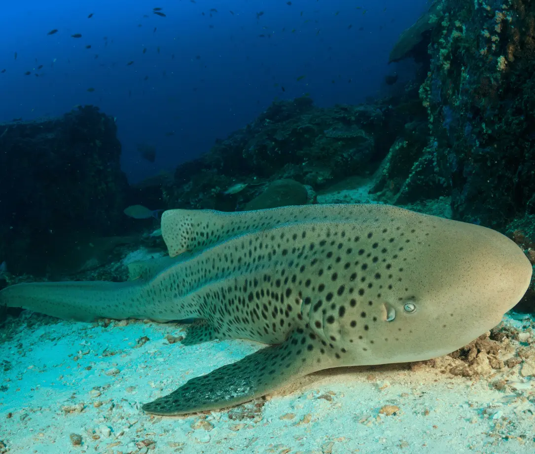 Pilot Reef dive site showing leopard shark at Havelock Island