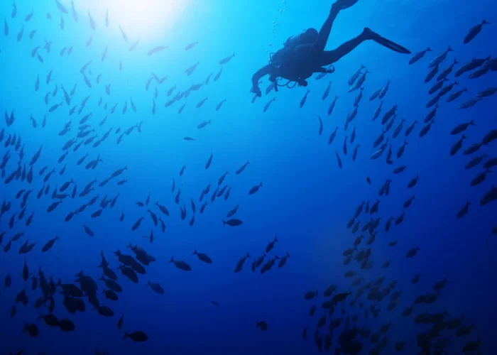 Lighthouse dive site coral gardens at Havelock Island with abundant fish life