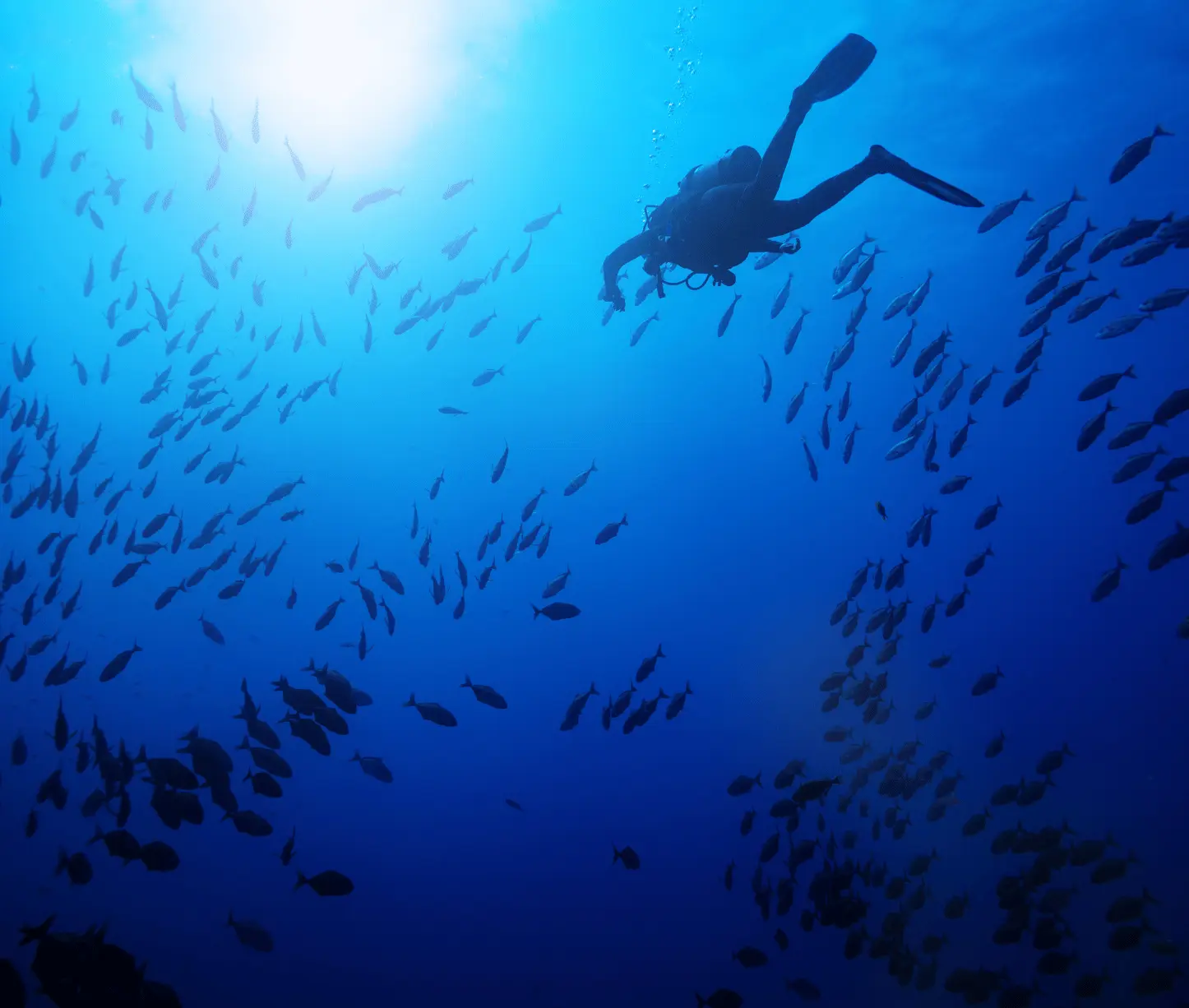 Lighthouse dive site Havelock