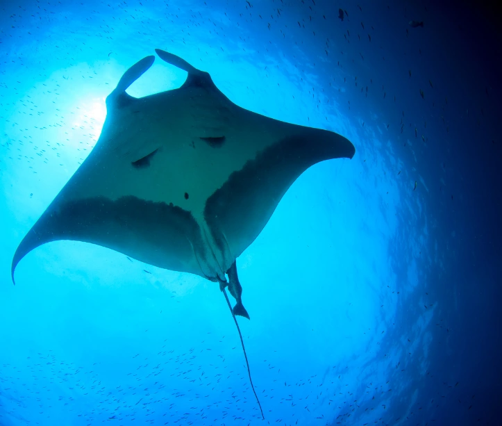 Manta ray at Jackson's Bar cleaning station with divers observing