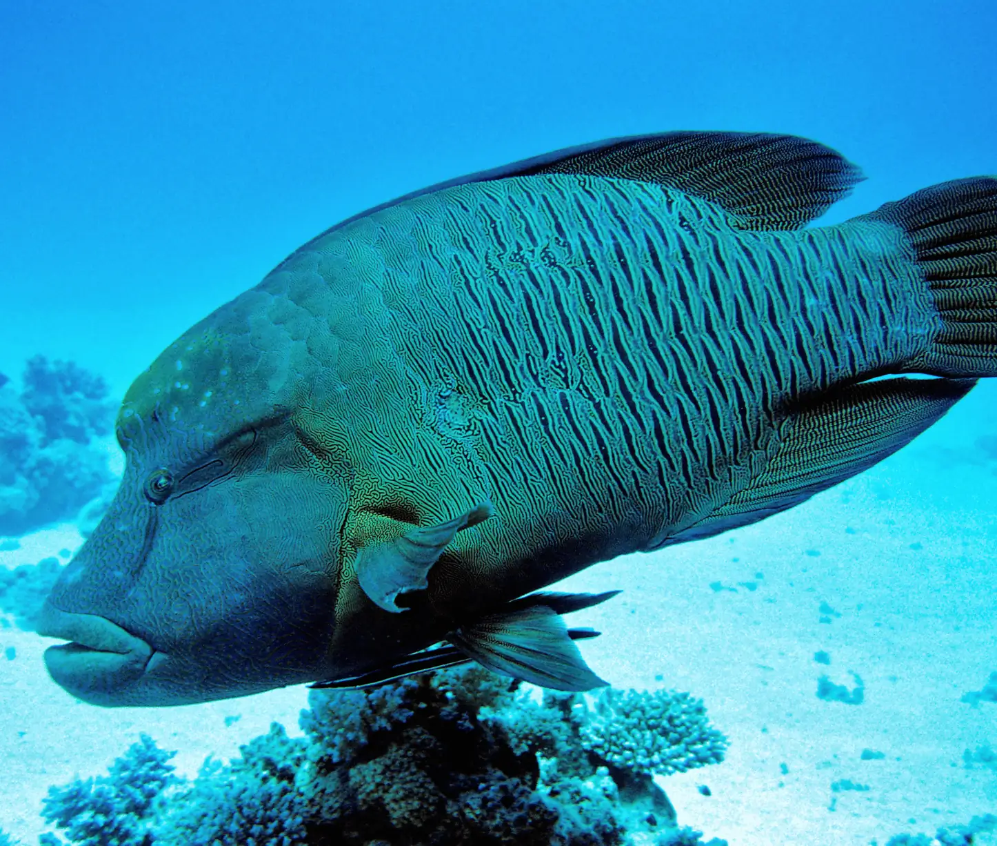 Dixon's Pinnacle manta rays Havelock