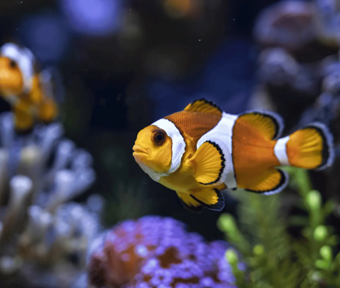 Nemo Reef dive site Havelock