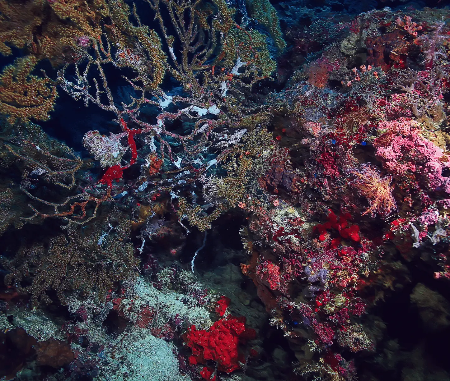 Purple Haze dive site showing purple soft corals and red gorgonians at Havelock Island