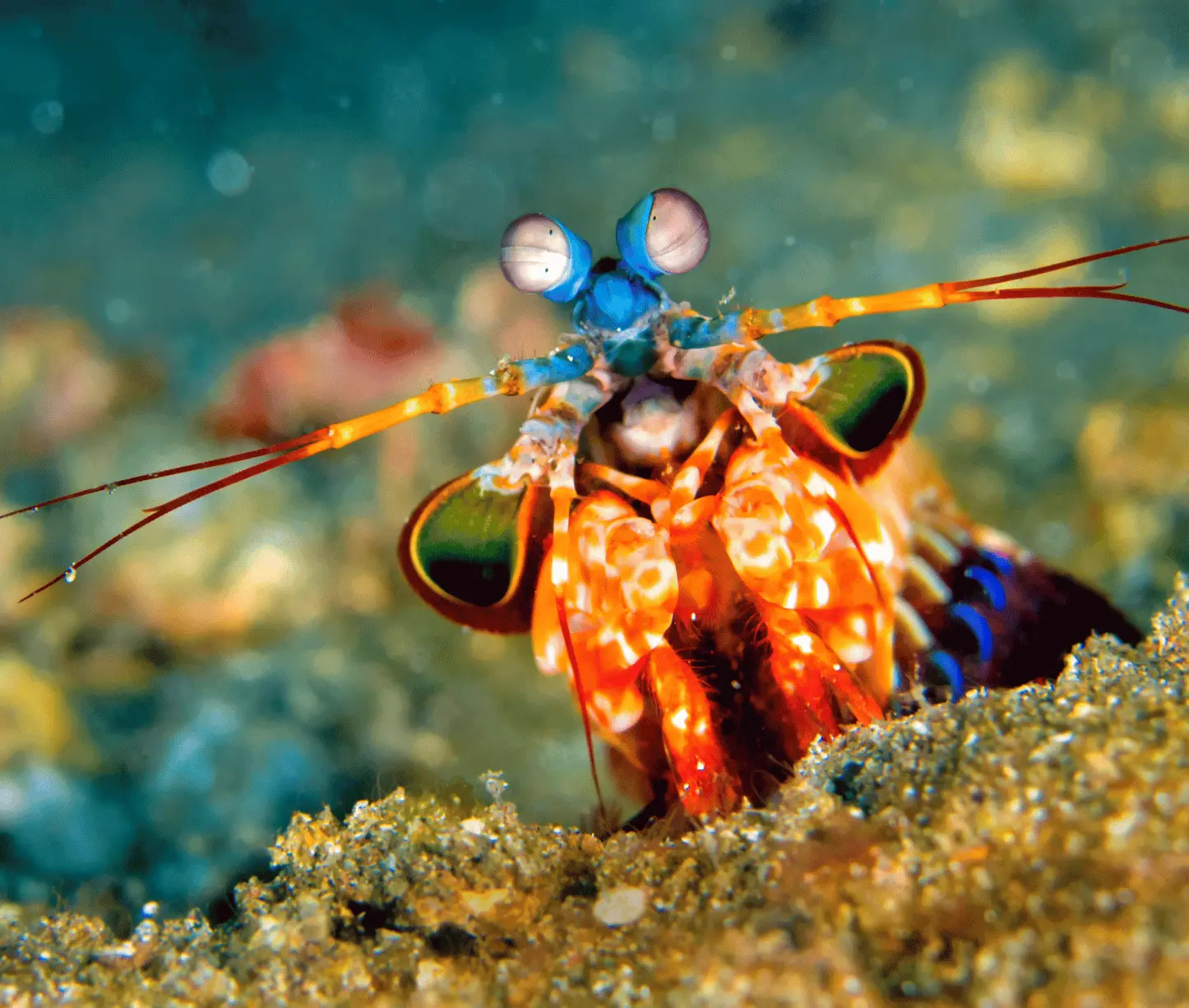 Purple Haze purple soft corals Havelock