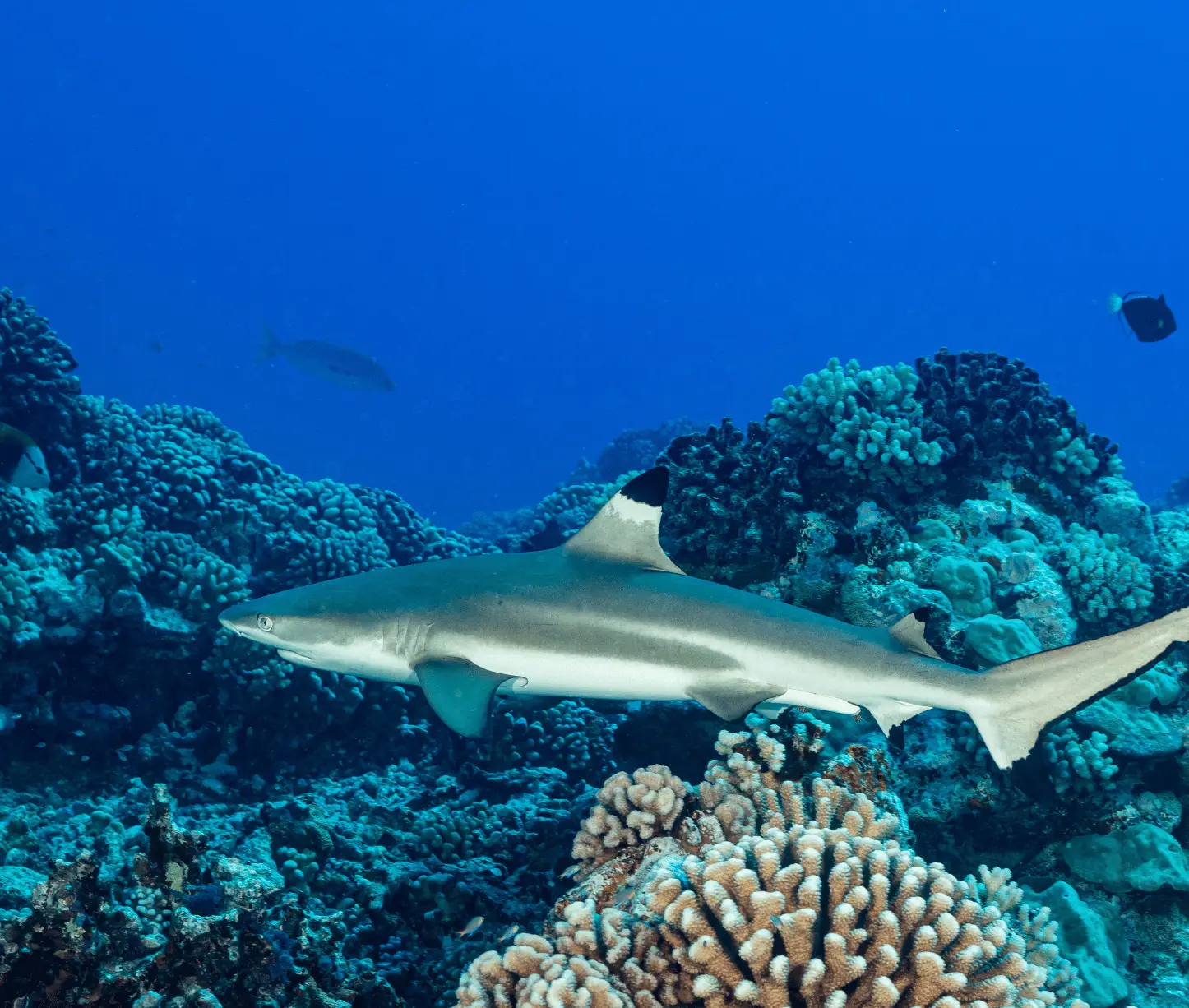 Juvi's dive site Havelock