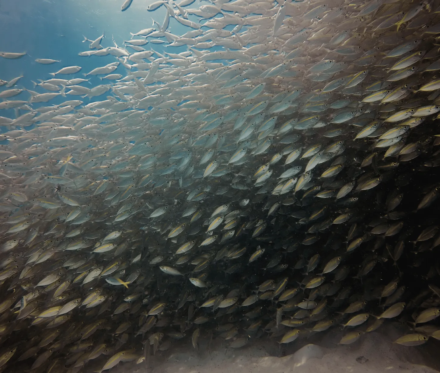 Red Pillar dive site Havelock