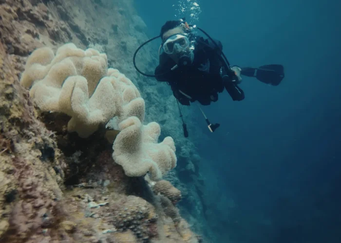 Turtle Beach dive site showing massive staghorn coral garden at Havelock Island