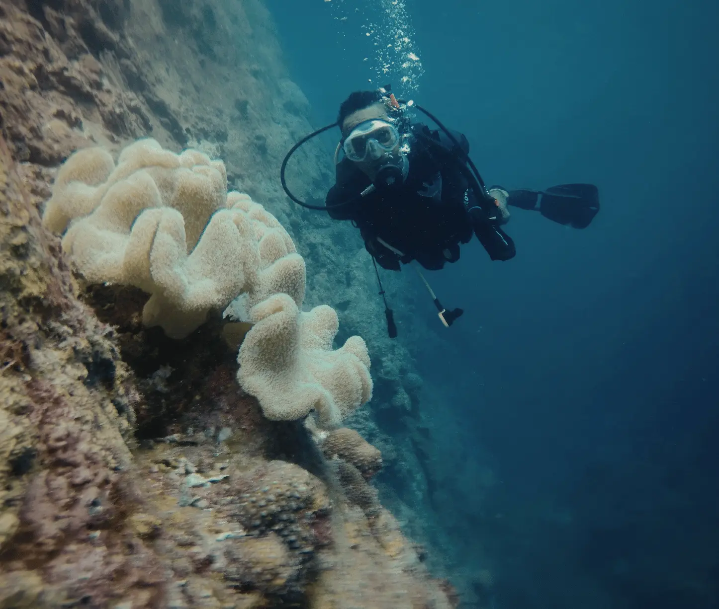 Turtle Beach dive site showing massive staghorn coral garden at Havelock Island