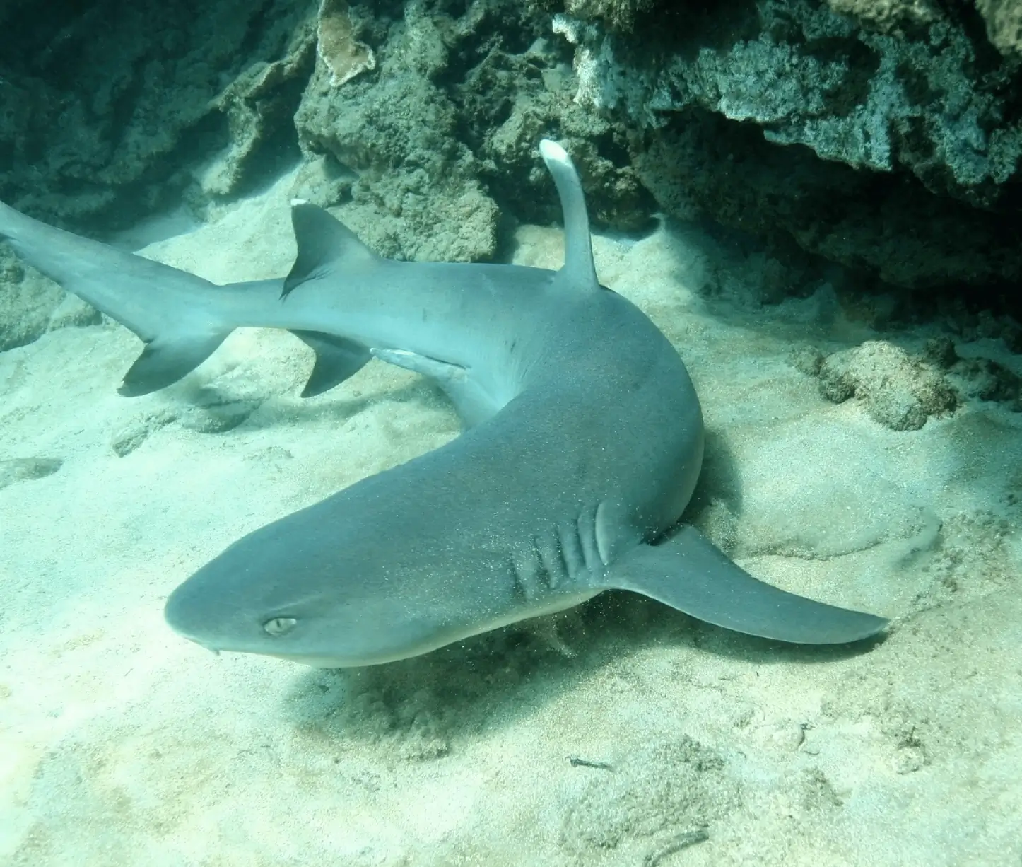 White-tip reef sharks Johnny's Gorge