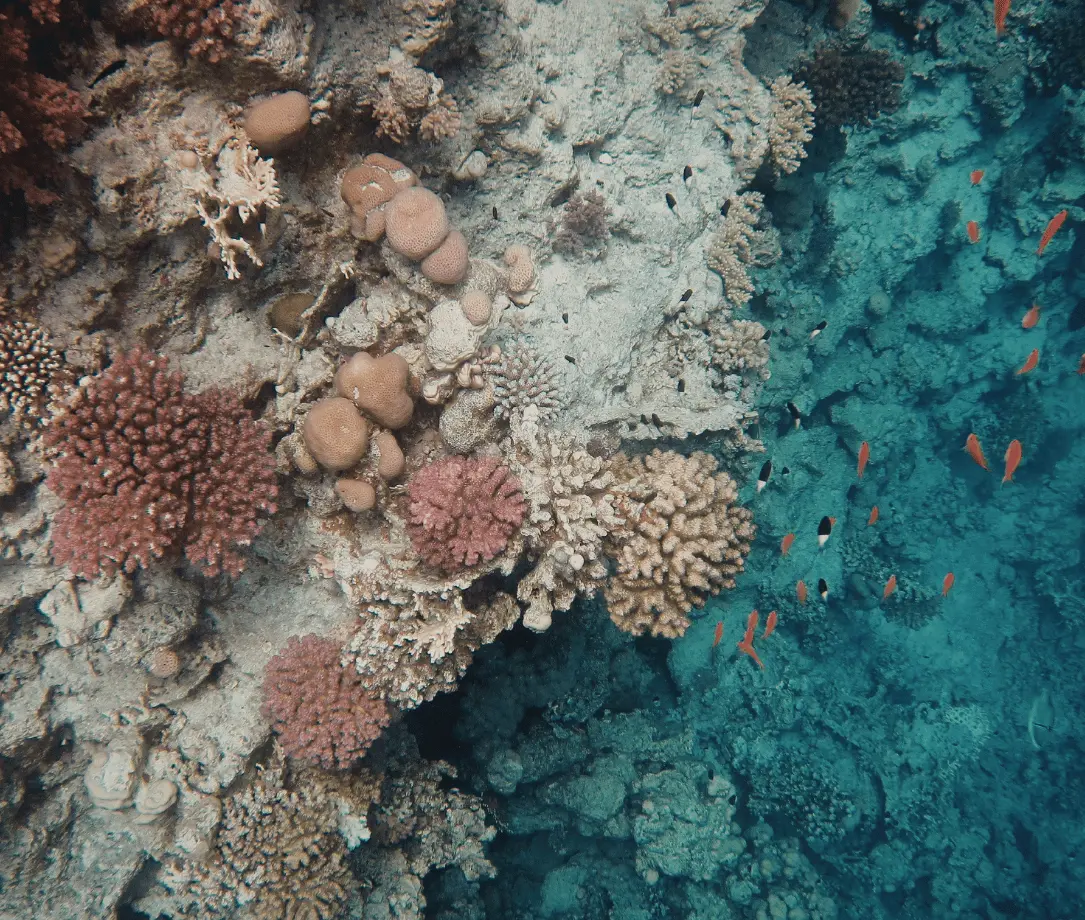 coral outcrops and fish schools at Pilot Reef Havelock Island