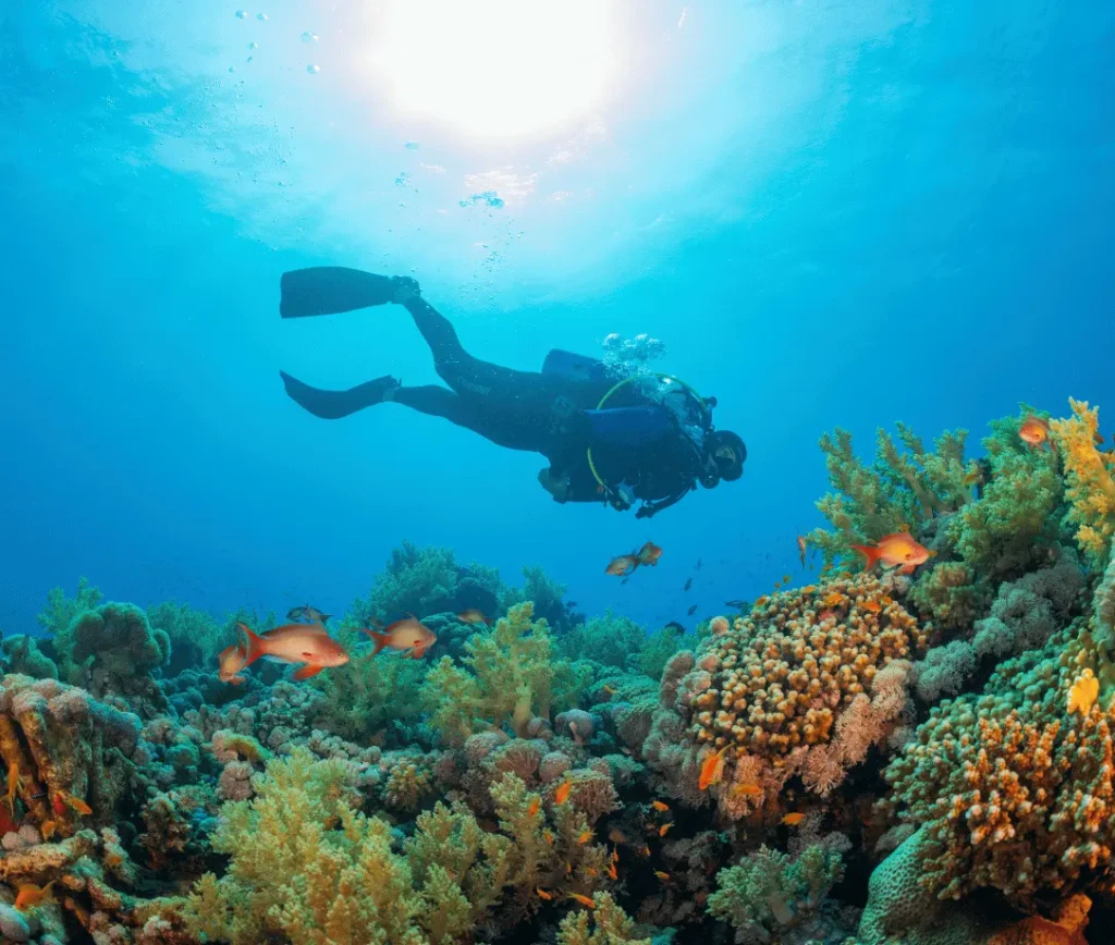 Scuba diver drifting above vibrant coral reef at Havelock Island, Andaman Sea