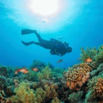 Scuba diver drifting above vibrant coral reef at Havelock Island, Andaman Sea