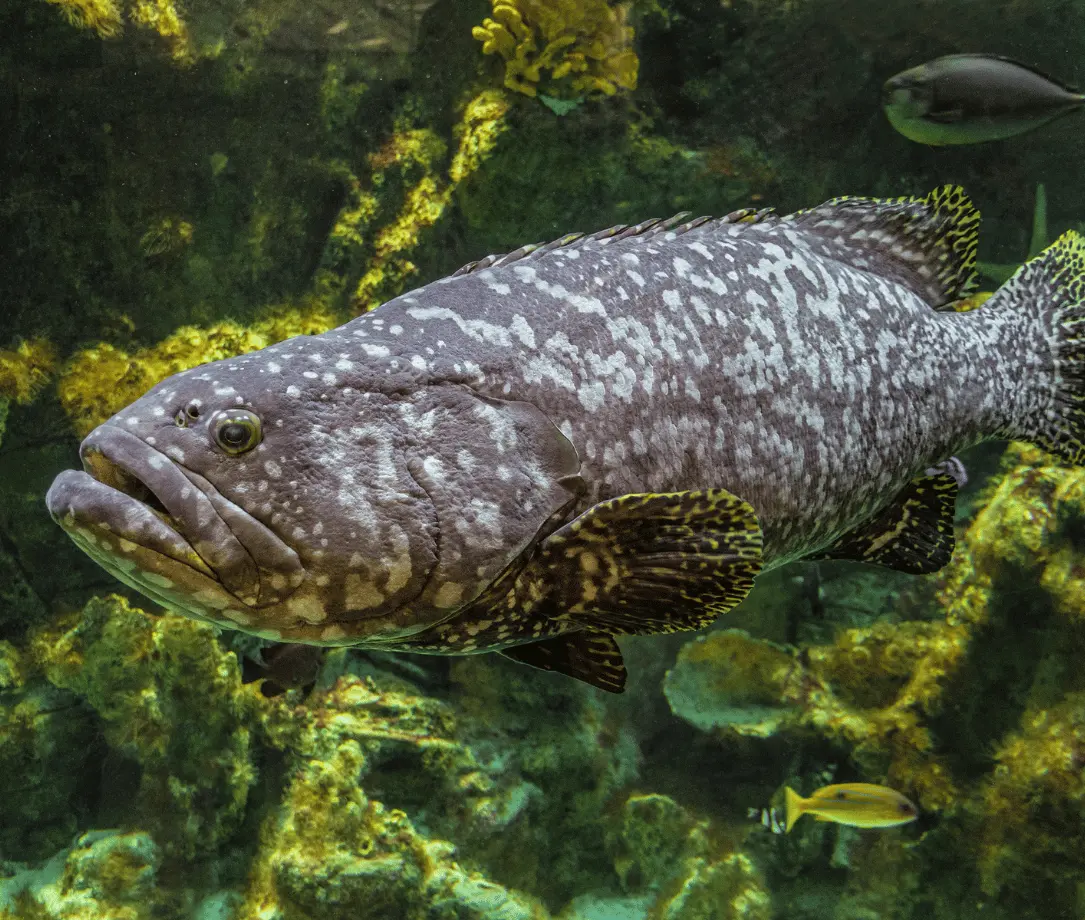 Minerva Ledge dive site showing giant grouper at Havelock Island
