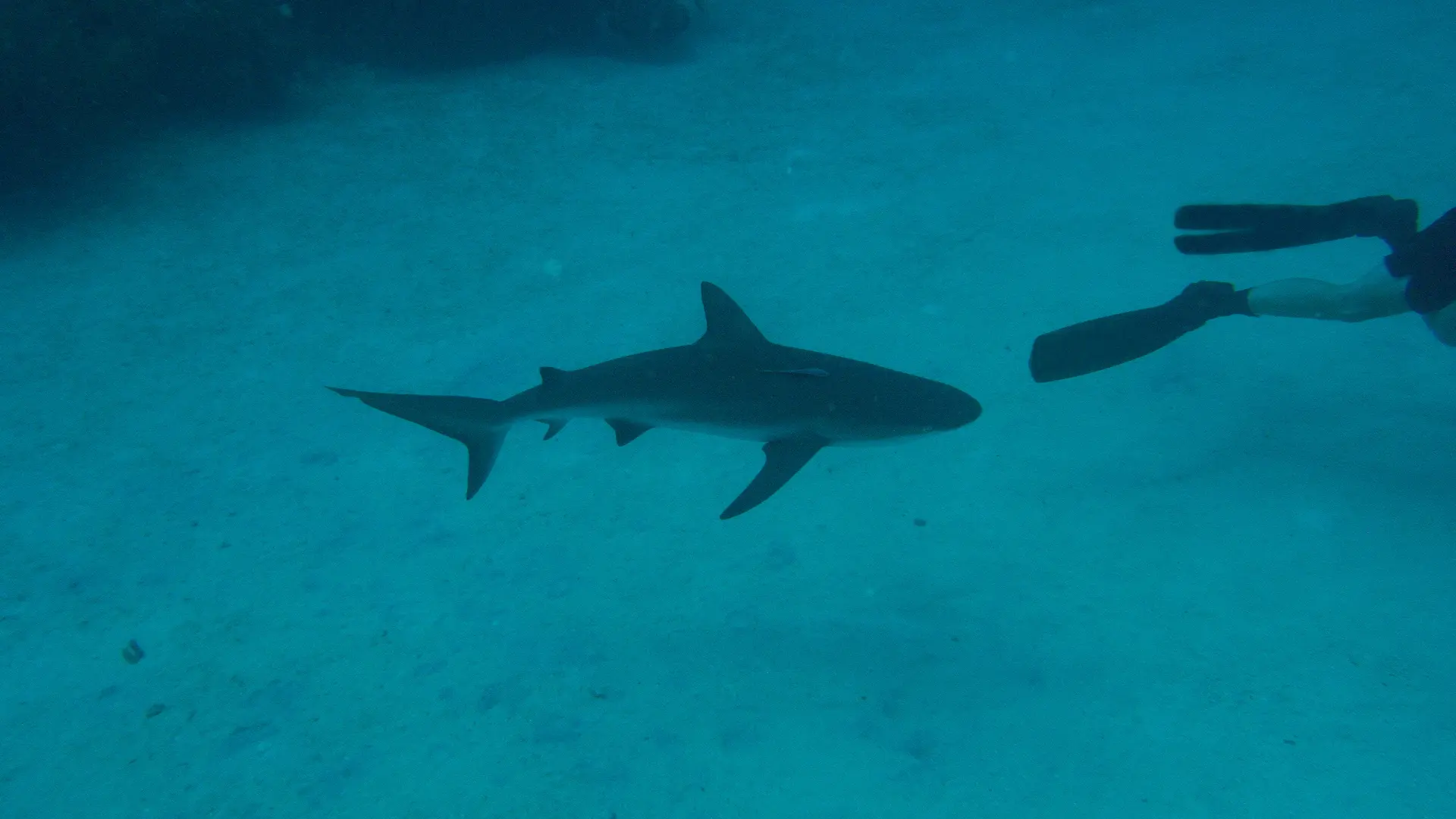 White tip reef shark at Johnny's Gorge dive site, Havelock Island