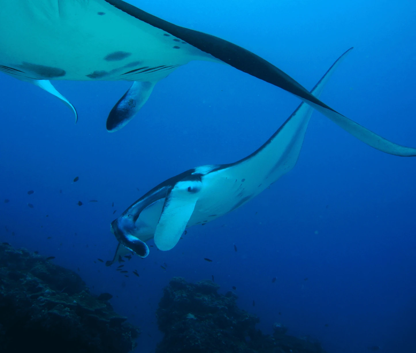 manta ray at cleaning station