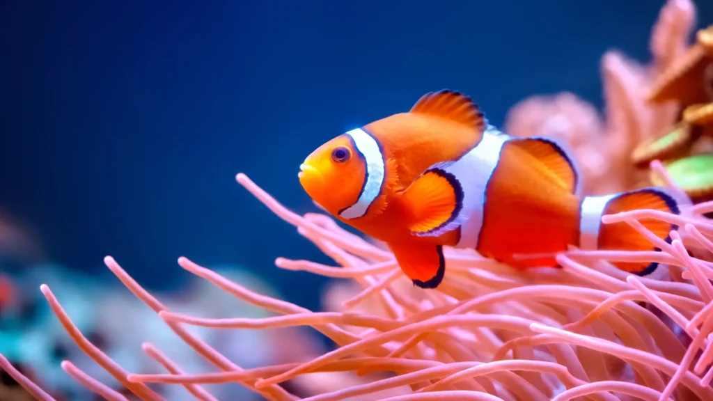 Clownfish in anemone at Nemo Reef during scuba dive in Havelock Island, Andaman