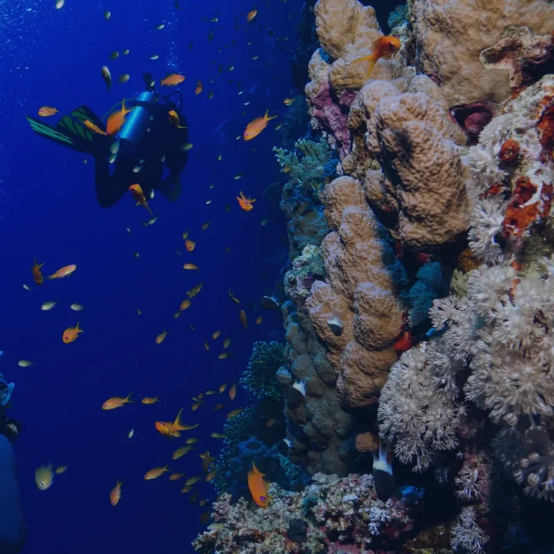 Scuba diver next to the coral pillar and schooling orange anthias at Red Pillar dive site, Havelock Island