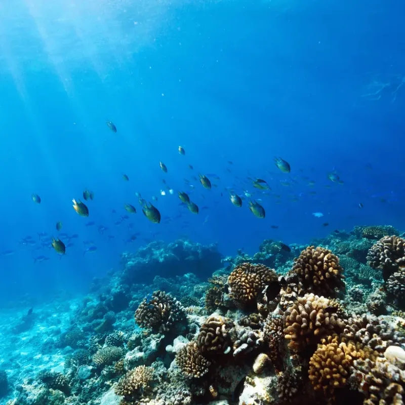 Sunlight falling through blue water onto the coral slope at The Slope dive site, Havelock Island