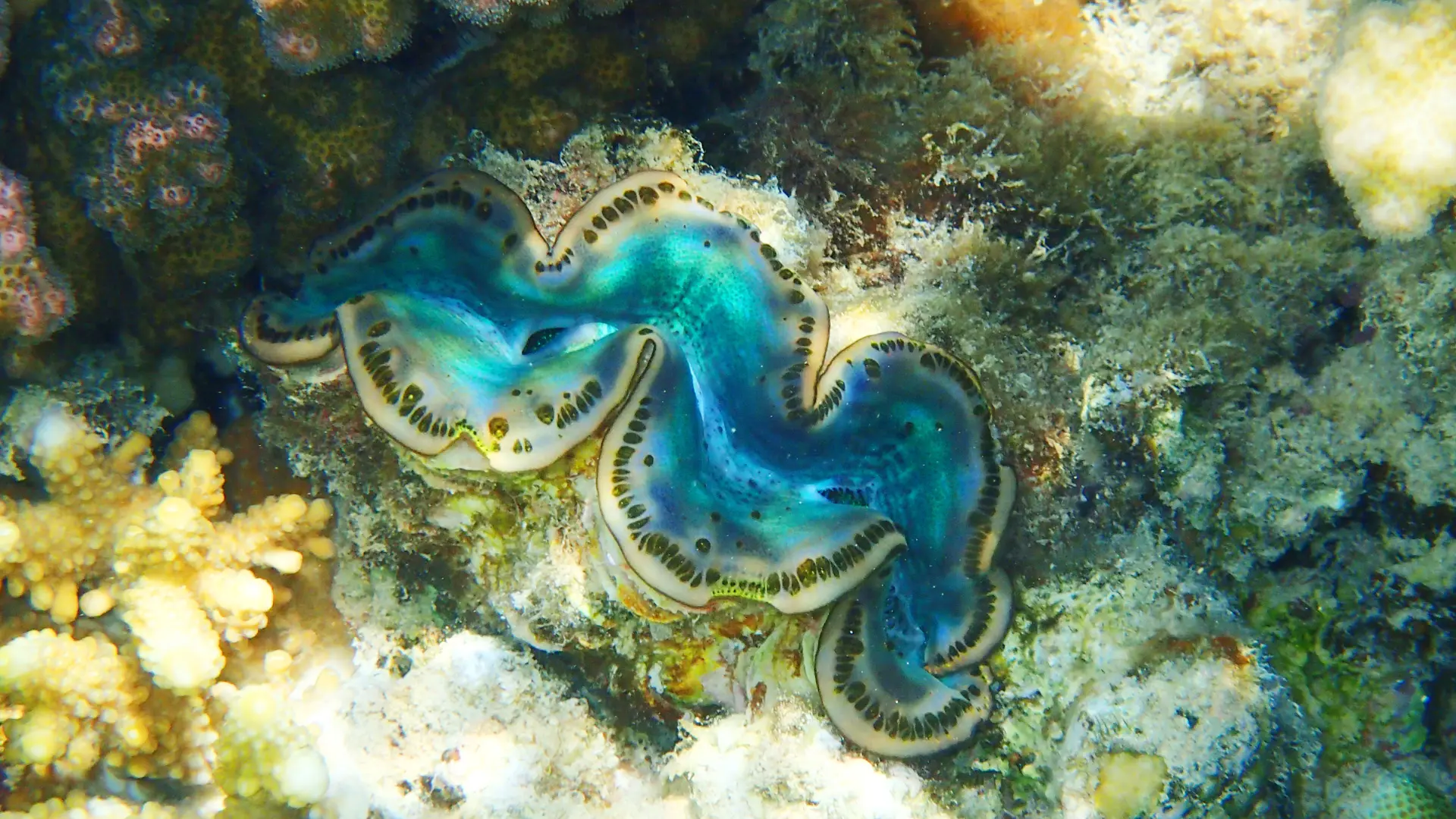 Giant Tridacna clam with a blue and green mantle at the Tribe Gate dive site, Havelock Island