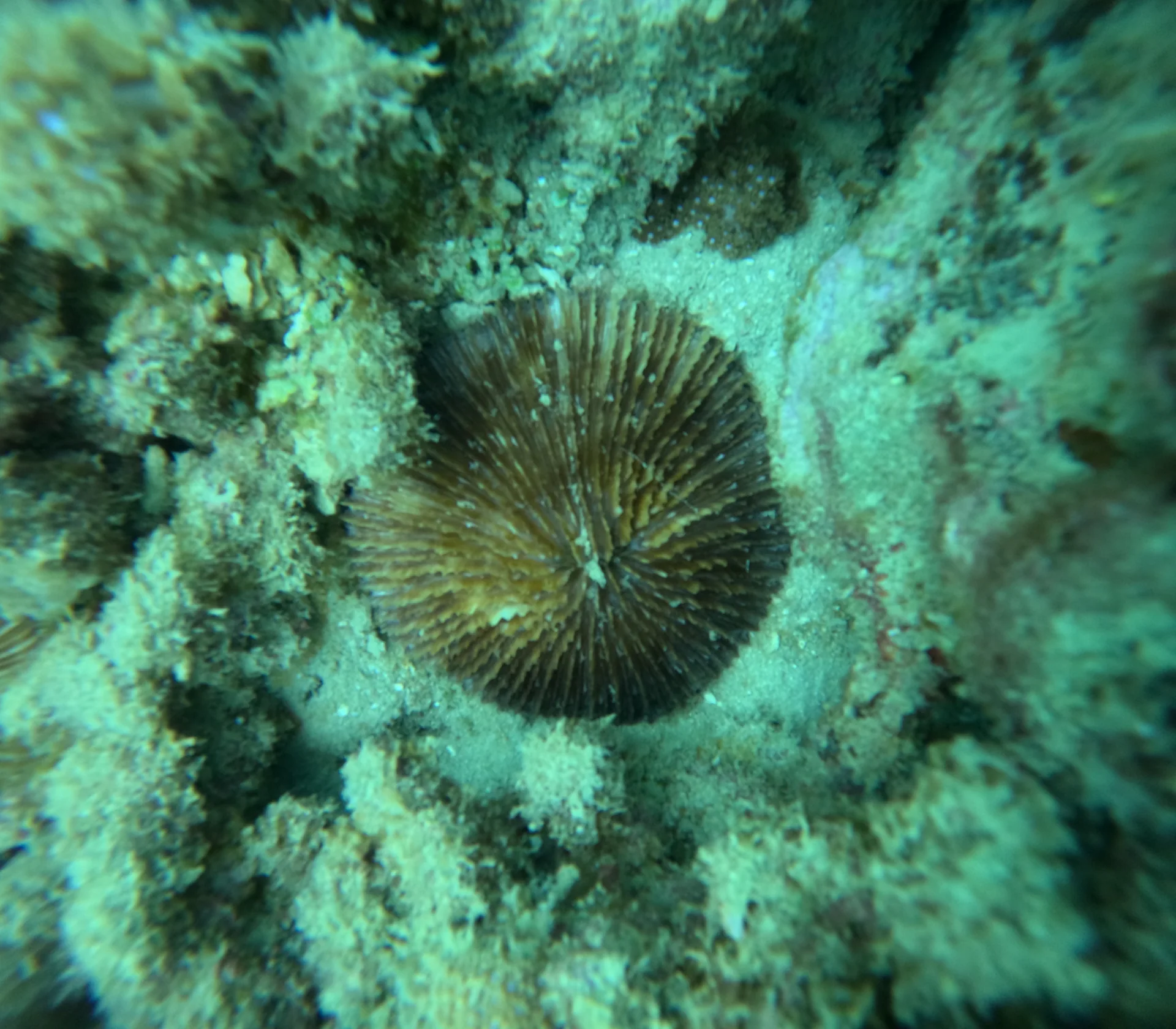 Andaman Islands Dive