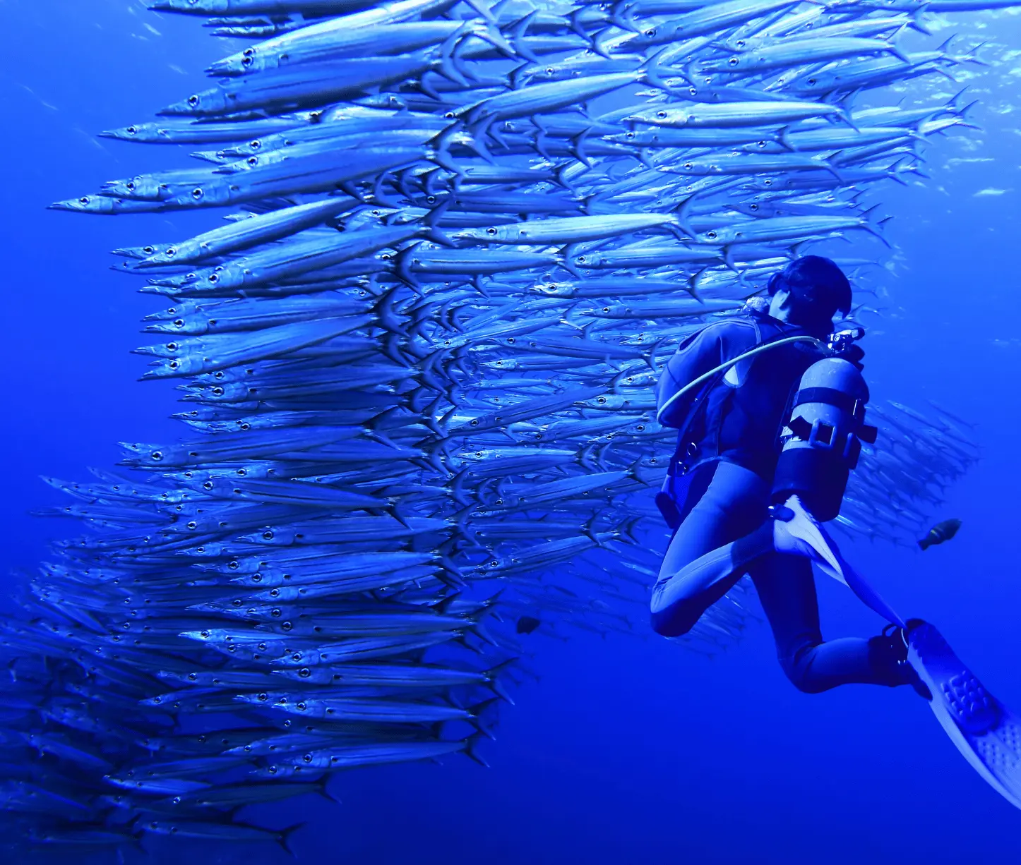 Barracuda City dive site showing massive barracuda school at Havelock Island