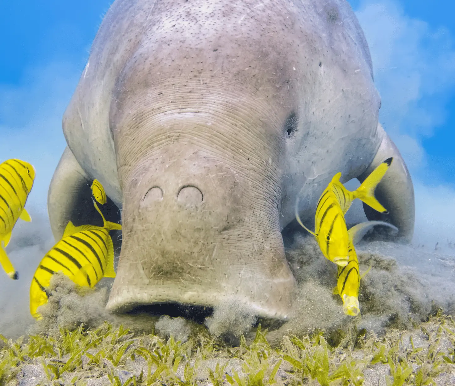Mac Point dive site showing dugong habitat at Havelock Island