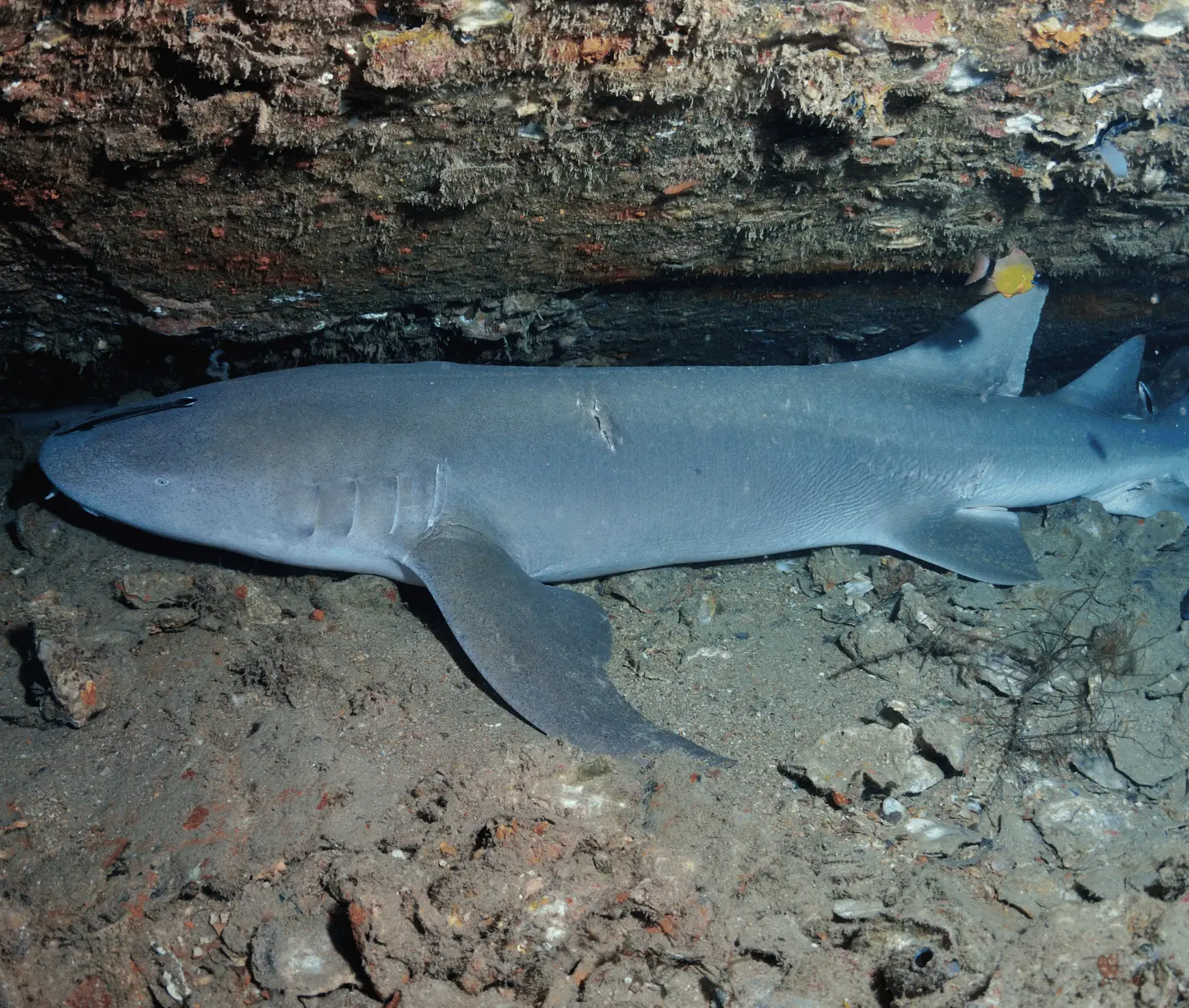 Tawny nurse shark resting in ledge at Broken Ledge, Havelock Island