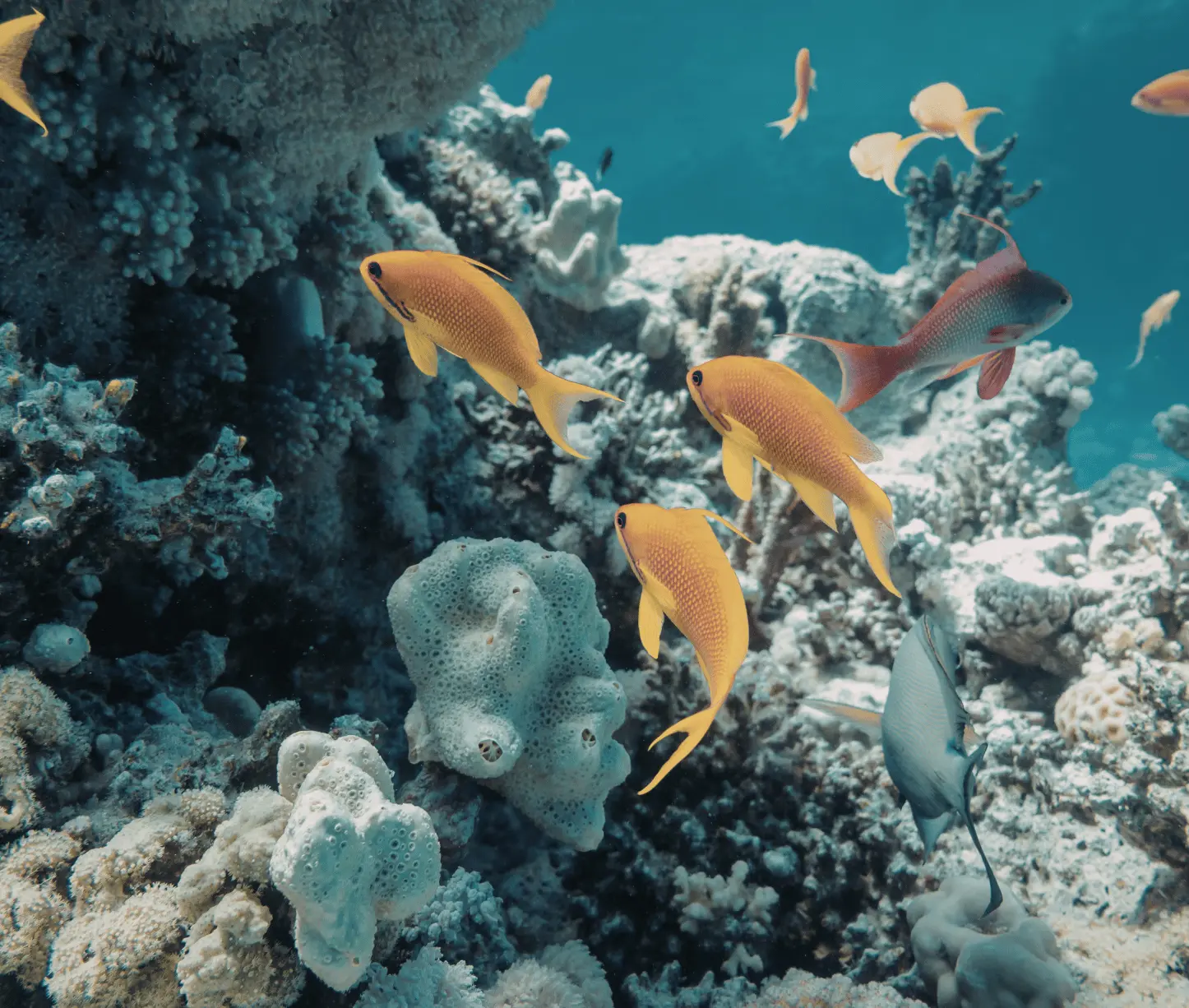 Seduction Point dive site showing pristine staghorn coral gardens at Havelock Island