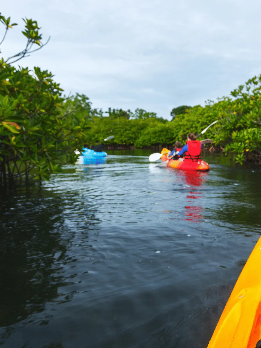 Mangrove Kayaking Havelock