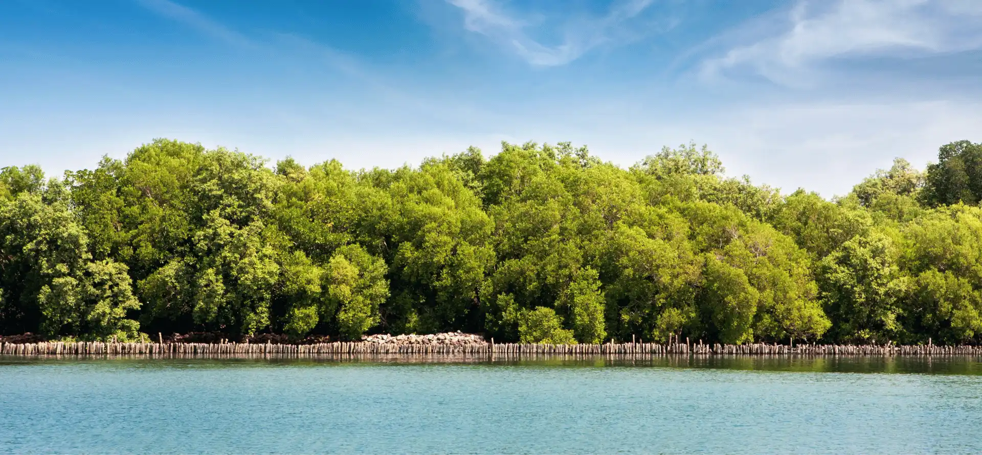 Mangrove Kayaking Havelock